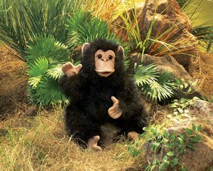Chimpanzee, Baby
