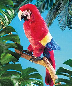 Macaw, Scarlet Puppet