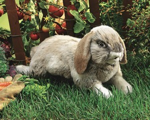 Rabbit, Holland Lop Puppet