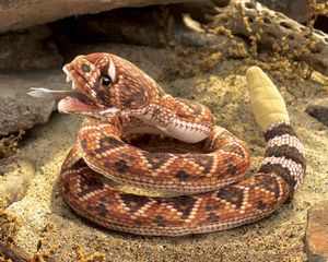 Rattlesnake  Puppet
